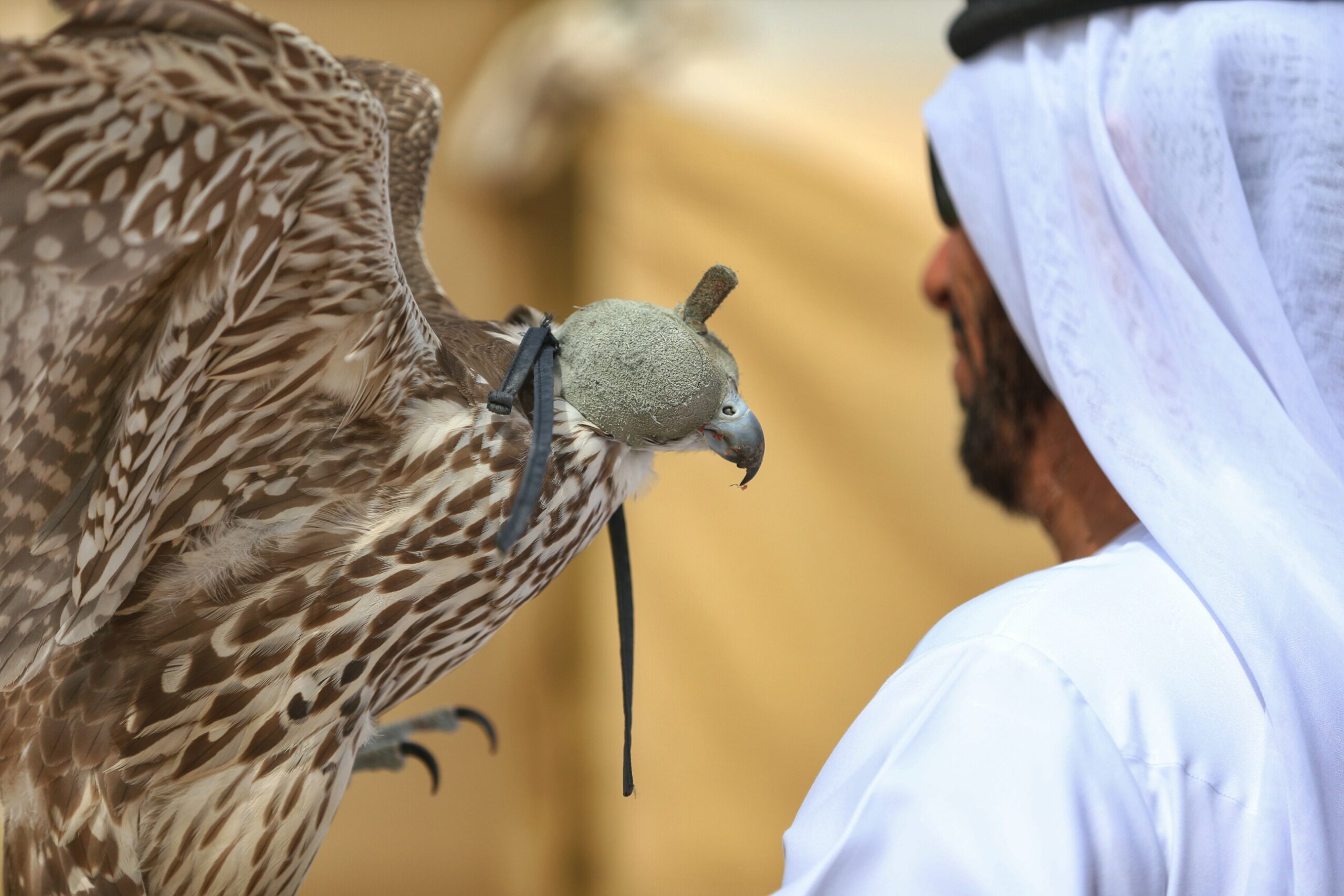 الصقار