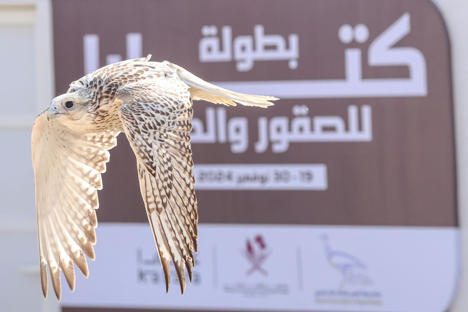 بطولة كتارا للصقور 