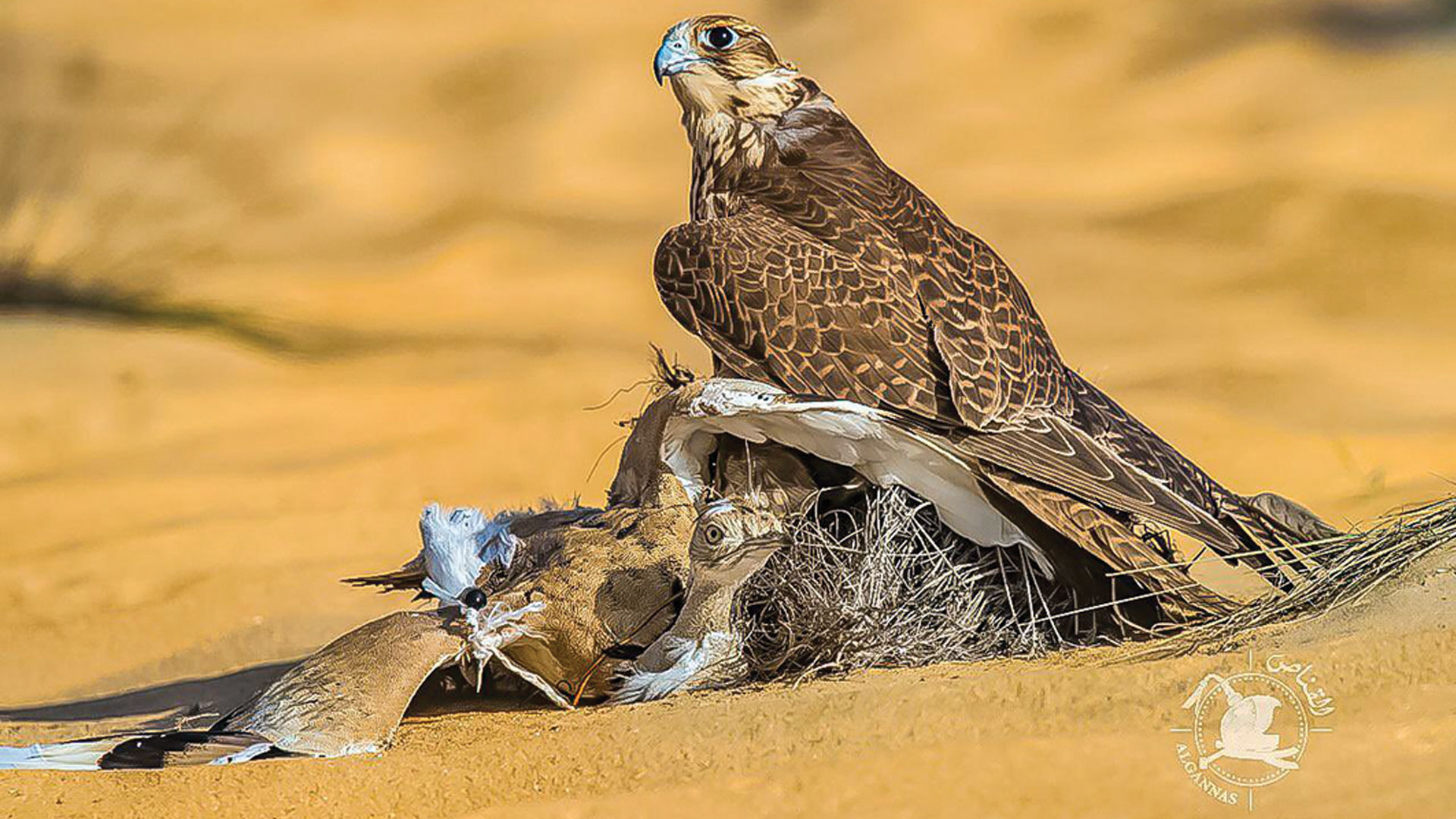 استعادة الصقور المفقودة