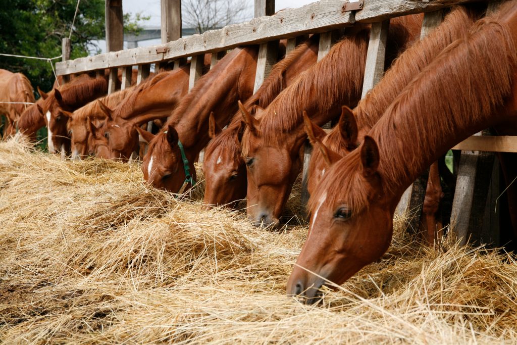 اتفاقية توريد الأعلاف بين الإمارات وقطر