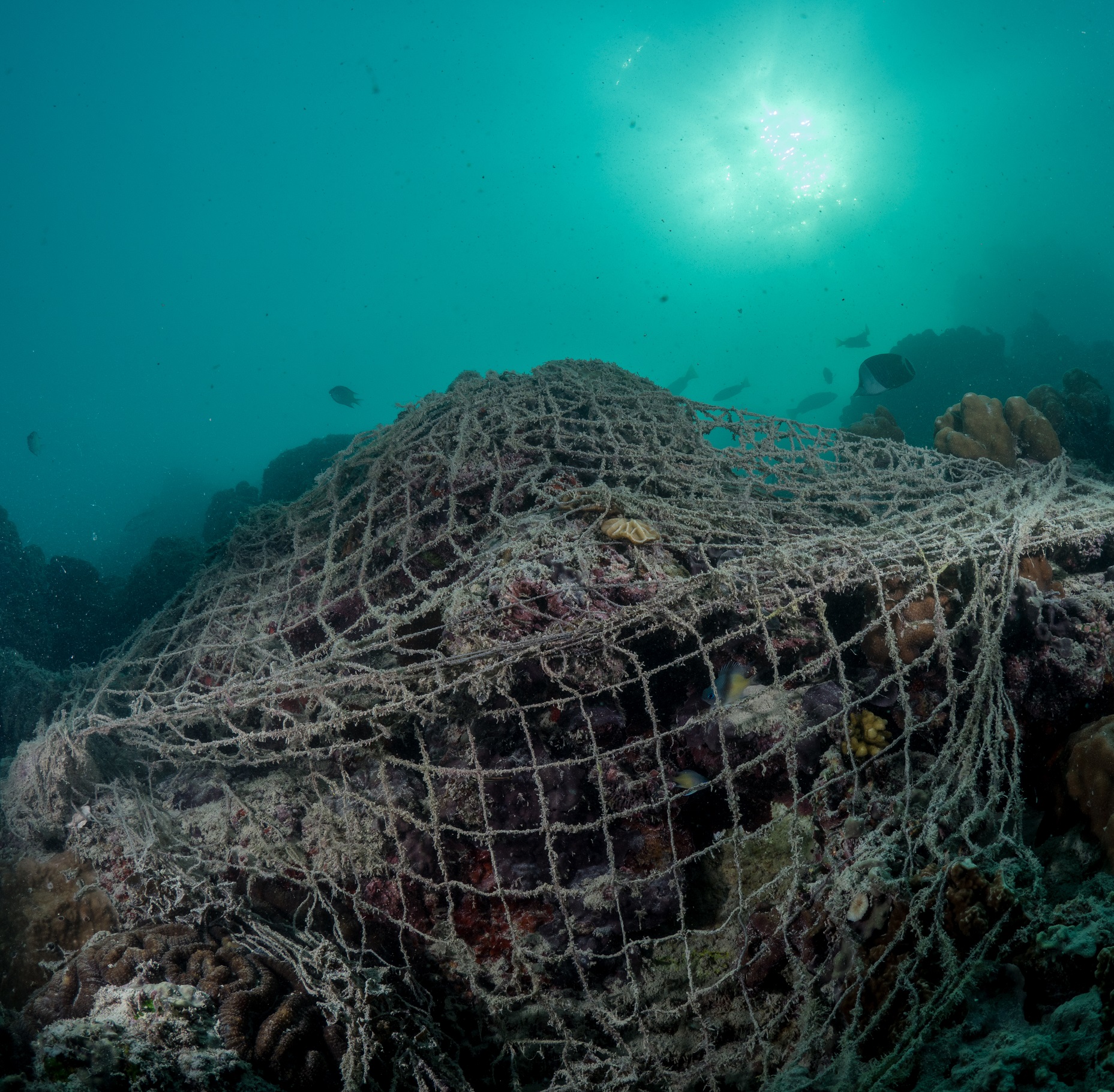 الصيد الجائر في قطر