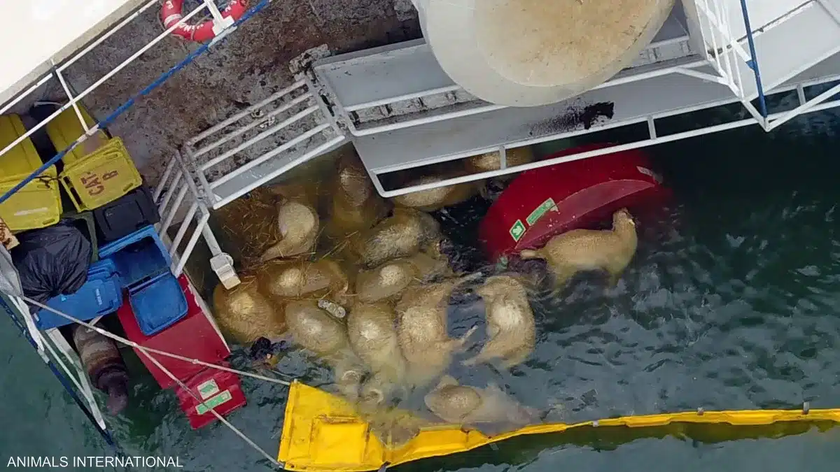 شائعة غرق أغنام عيد الأضحى في الجزائر