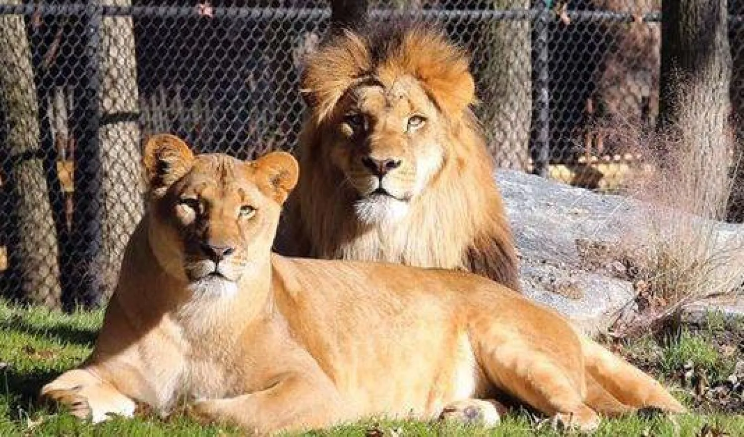 الخطوط القطرية تُطلق أسدين في البرية