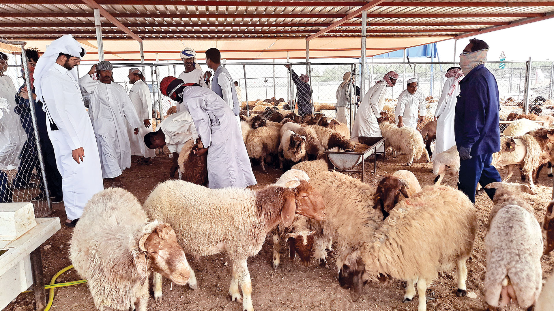 أضاحي العيد في قطر 