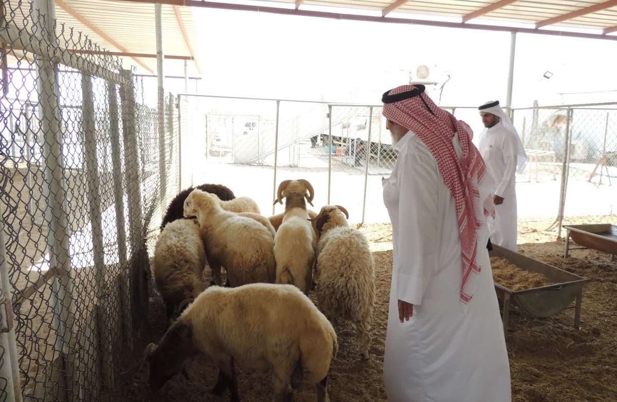 المبادرة الوطنية لدعم أضاحي العيد 2025/ 1446