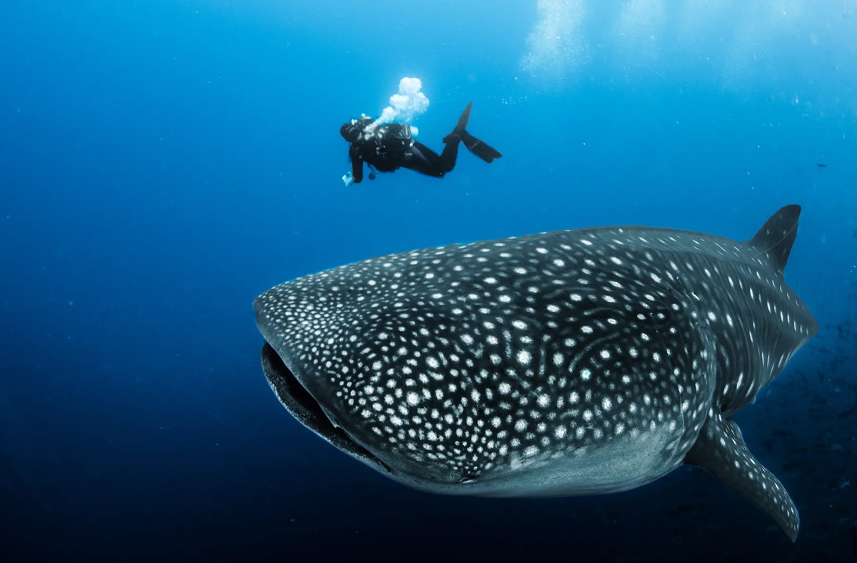 معلومات حول قرش الحوت في قطر