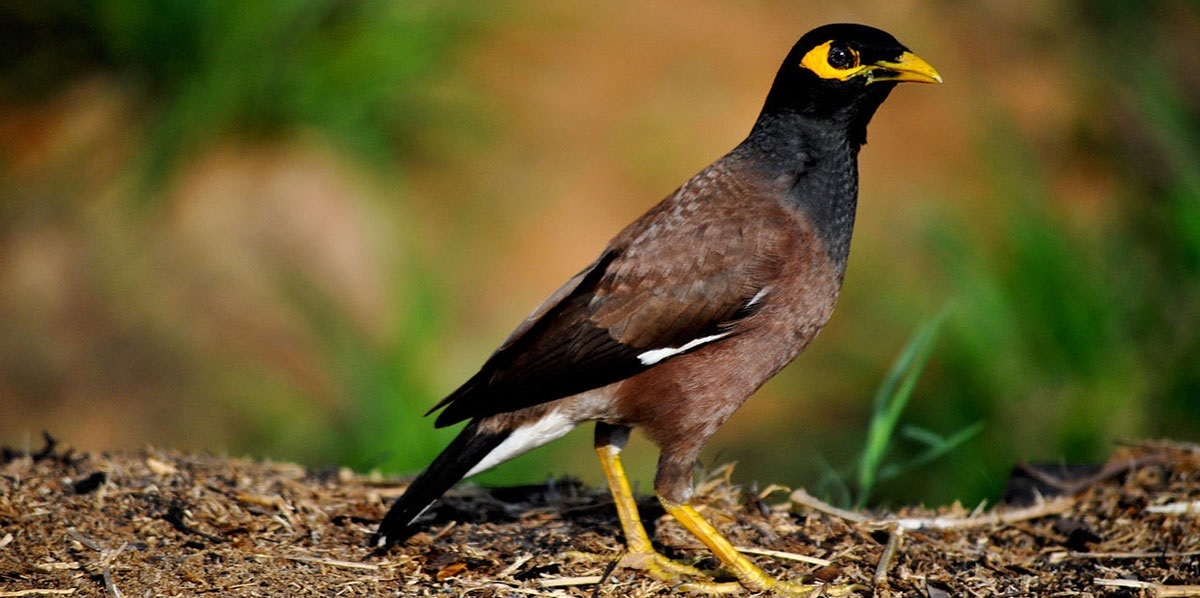 طائر المينا الغازي الهندي يهدد التوازن البيئي في قطر .. كيف ولماذا؟