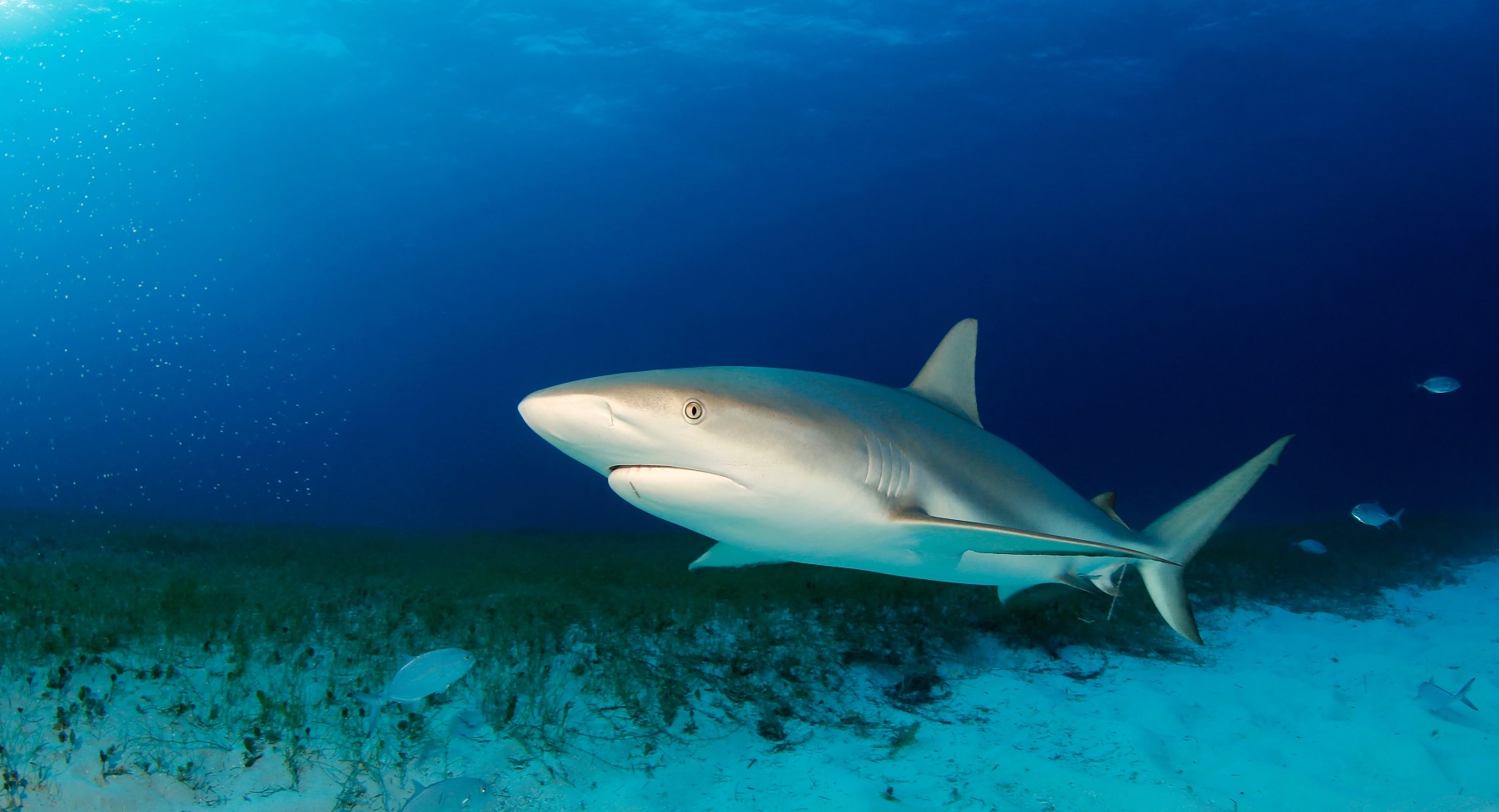 أكبر تجمع للقروش في دولة قطر