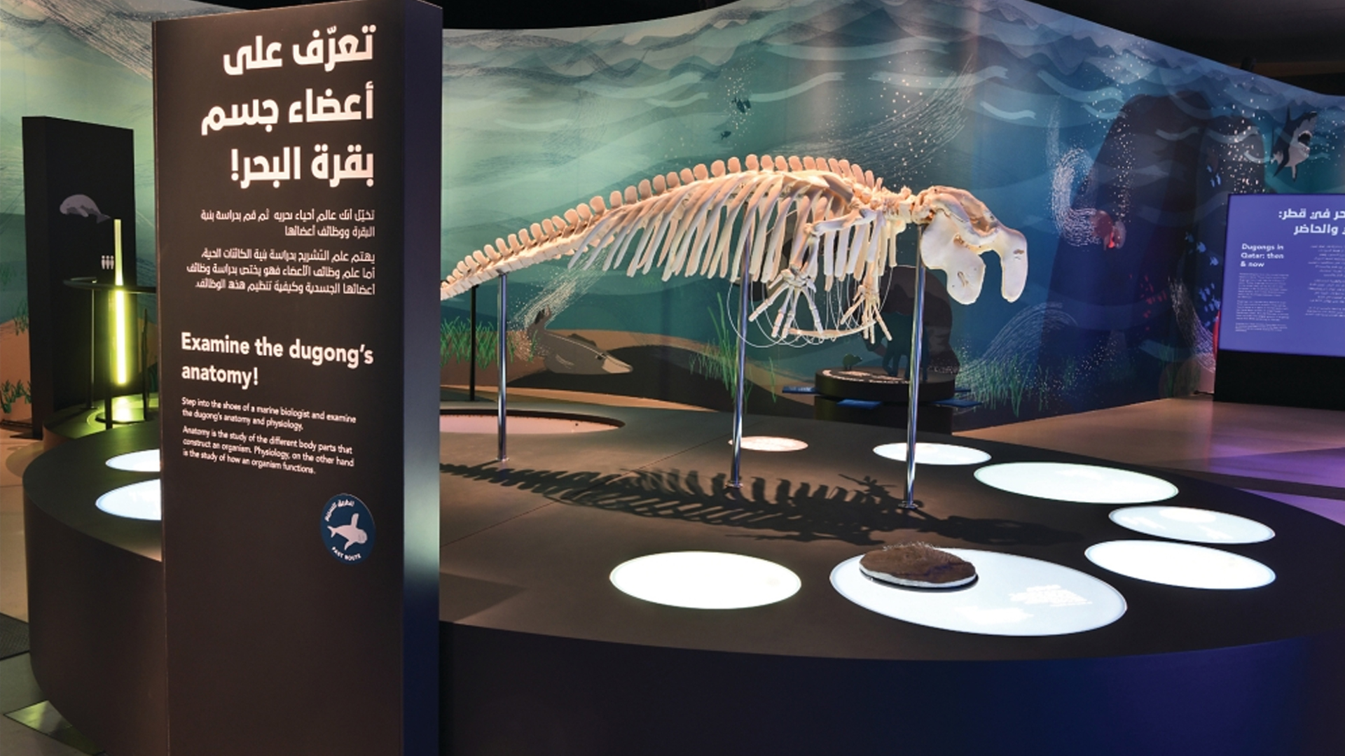 اكتشاف نوع جديد من بقر البحر في قطر