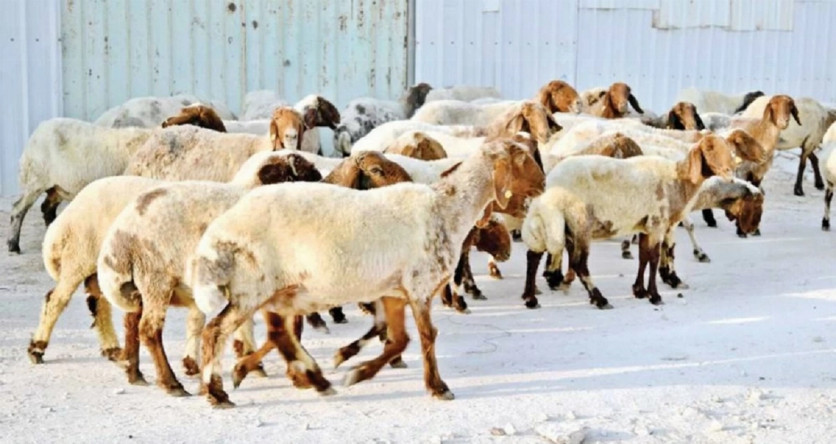 تفاصيل مبادرة دعم اللحوم الحمراء في رمضان 2026: المواقع المعتمدة والأسعار