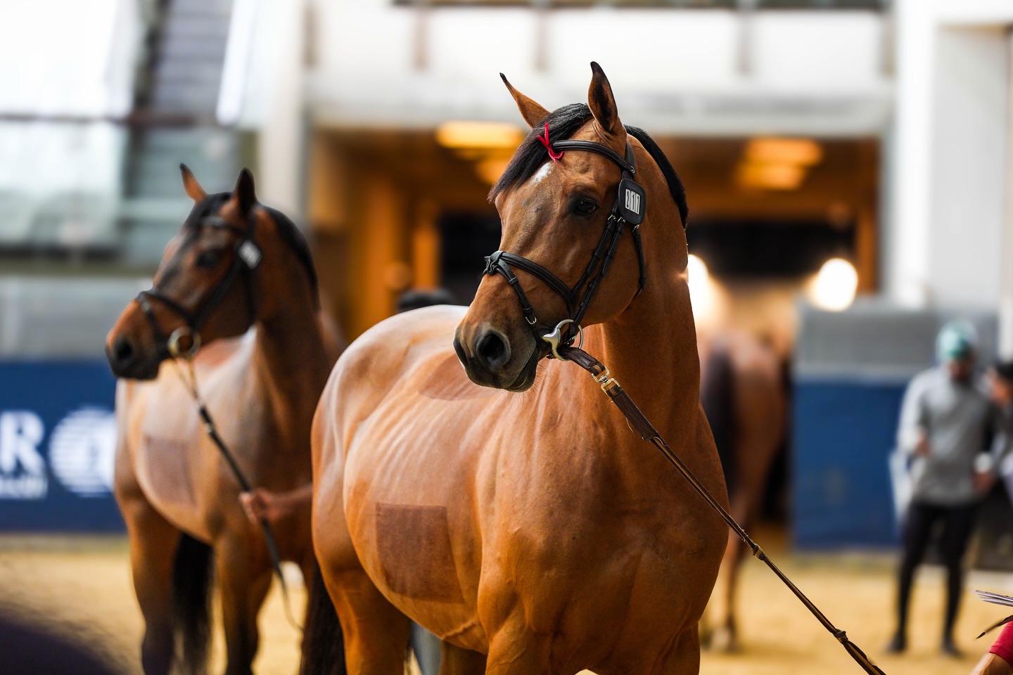 نقل 147 حصانًا من الدوحة إلى أوروبا