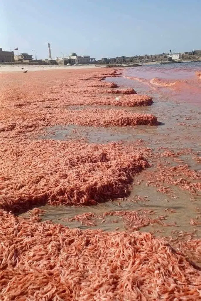 الروبيان الأحمر في ولاية مرباط بسلطنة عُمان