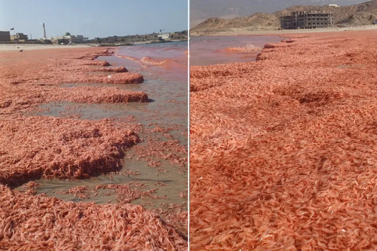 نفوق كميات هائلة من الجمبري على شواطئ سلطنة عُمان.. تعرف على الأسباب؟